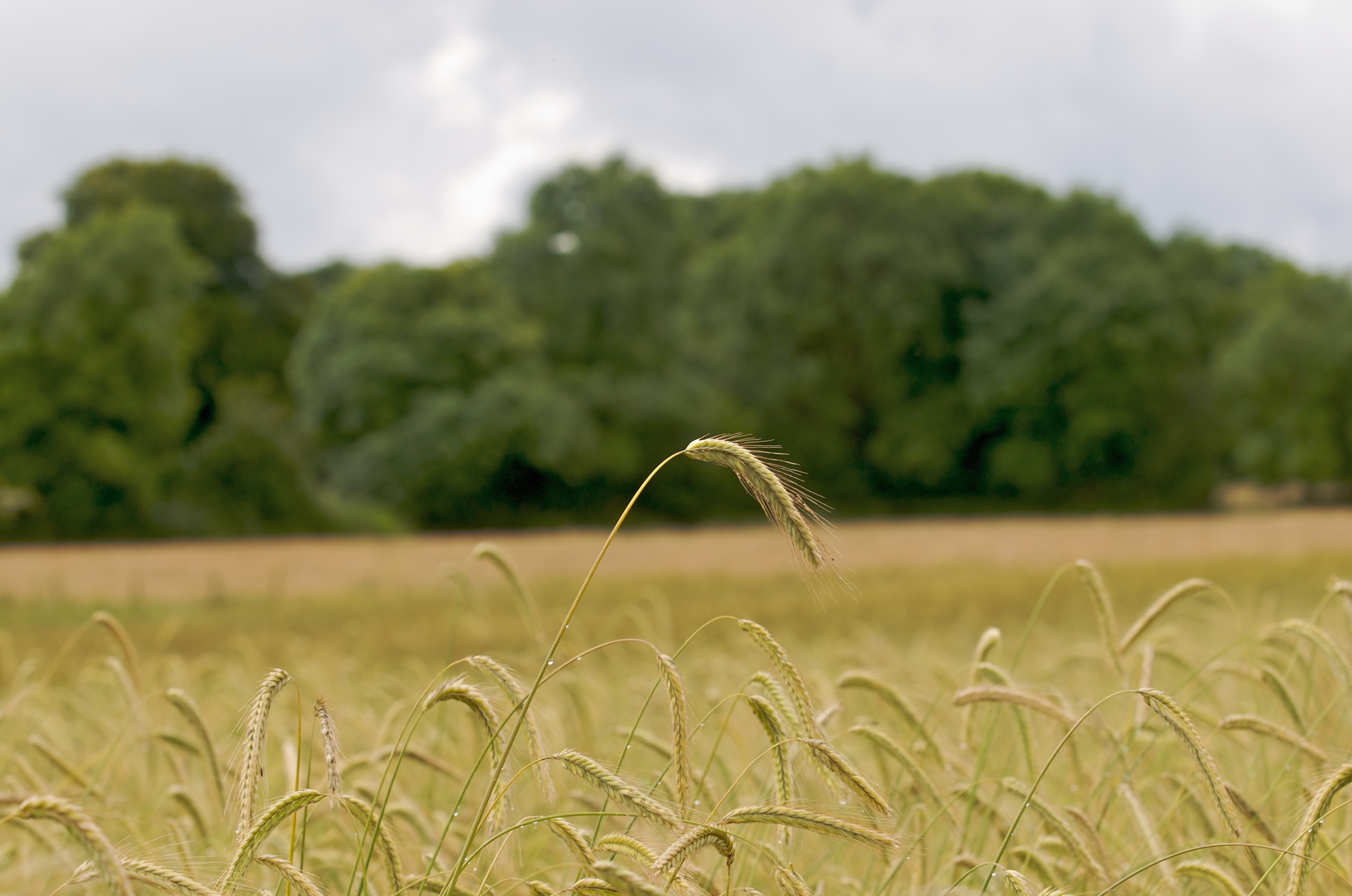 Kollektivbruget i Cloughjordan