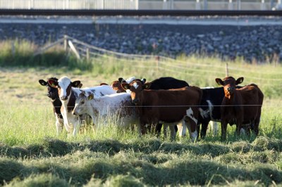 Methane, climate change and air quality in Europe: exploring the connections