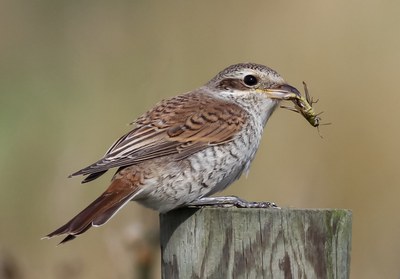 Impacts of environmental noise on biodiversity (Signal)