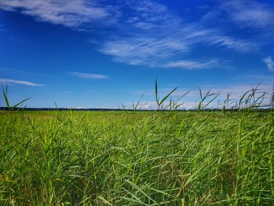 Eutrophication caused by atmospheric nitrogen deposition in Europe (Indicator)