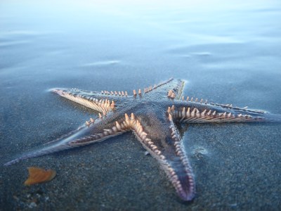 Hazardous substances in marine organisms in European seas (Indicator)