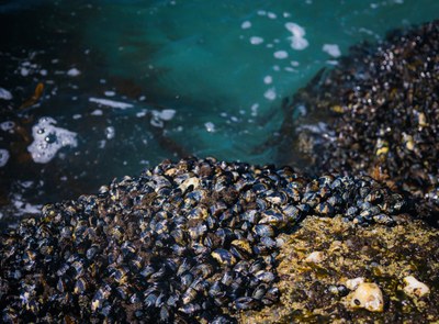 Hazardous substances in marine organisms in European seas (Indicator)