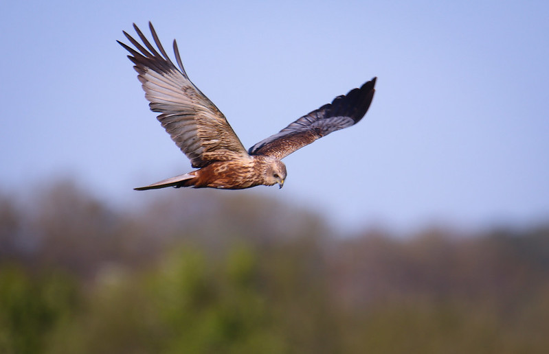 Picture of a red kite owl with open wings flying in a blurred background image.