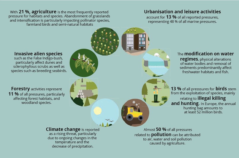 Alt text: Infographic showing eight different sources of biodiversity loss in Europe. Long description: The infographic provides information on the sources of biodiversity loss in Europe. Eight causes, each represented by a circle containing a simple graphical representation of the cause, are themselves arranged in a circle in the center of the figure. The corresponding text for each cause is placed next to its corresponding graphical circle. From the top, and in a clockwise manner, the causes and their associated text are as follows: 1. The text reads, “Urbanization and leisure activities account for 13% of all reported pressures, representing 48% of all marine pressures.” The accompanying graphic depicts a pair of high-rises. 2. The text reads, “The modification on water regimes, physical alterations of water bodies, and removal of sediments predominantly affect freshwater habitats and fish.” The accompanying graphic depicts a flowing river. 3. The text reads, “13% of all pressures for birds stem from the exploitation of species, mainly relating to illegal killing and hunting. In Europe, the annual hunting bag amounts to at least 52 million birds.” The accompanying graphic depicts a hunter holding a rifle to his shoulder. 4 The text reads, “Almost 50% of all pressures related to pollution can be attributed to air, water, and soil pollution caused by agriculture.” The accompanying graphic depicts a heavy tractor in a barren field. 5. The text reads, “Climate change is reported as a rising threat, particularly due to ongoing changes in the temperature and the decrease of precipitation.” The accompanying graphic depicts two birds flying over the tops of the trees under a blazing sun. 6. The text reads, “Forestry activities represent 11% of all pressures, particularly affecting forest habitats and woodland species.” The accompanying graphic depicts a stack of cut lumber in a forest. 7. The text reads, “Invasive alien species, such as the false indigo bush, particularly affect dunes and sclerophyllous scrubs as well as species such as breeding seabirds.” The accompanying graphic depicts the leaves of the false indigo bush. 8. The text reads, “with 21%, agriculture is the most frequently reported pressure for habitats and species. Abandonment of grasslands and intensification is particularly impacting pollinator species, farmland birds, and semi-natural habitats. 