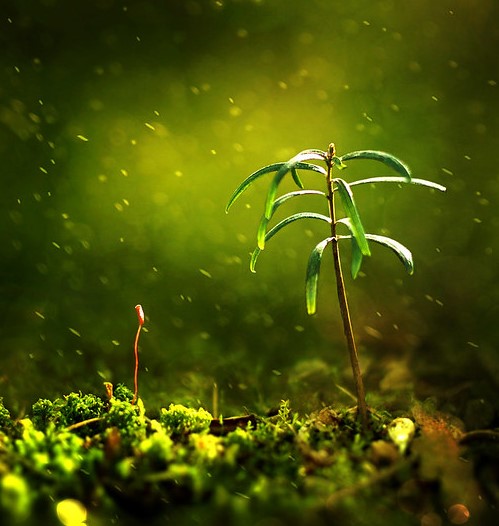 Picture of a close-up of a sprouting green leafling in a green background setting.