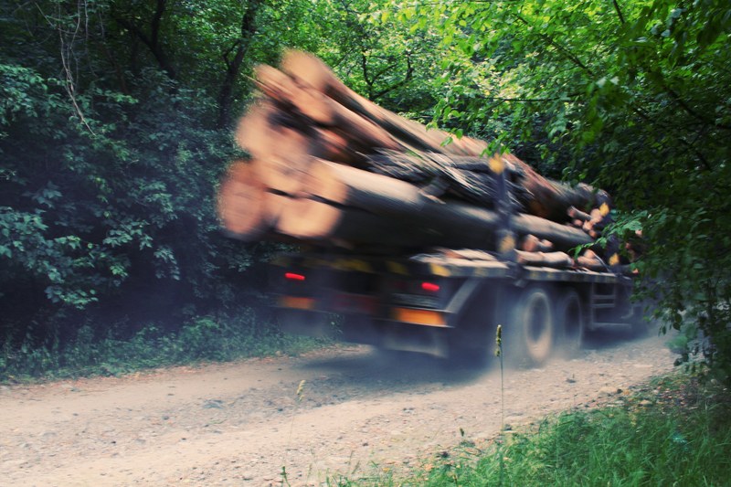 Picture of a truck carrying large tree logs descending down a road into a green forest.