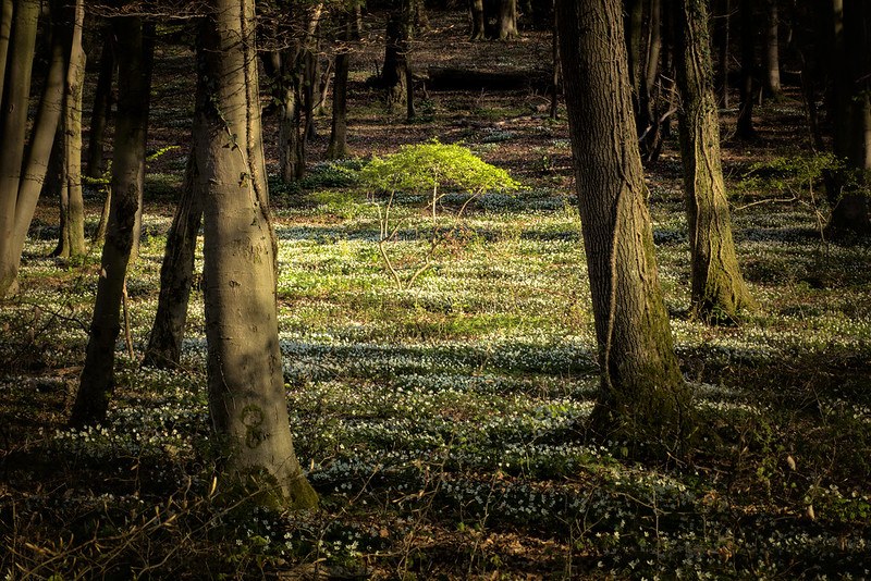 Image of a green sprouting tree in the centre of large tree logs in a forest setting.