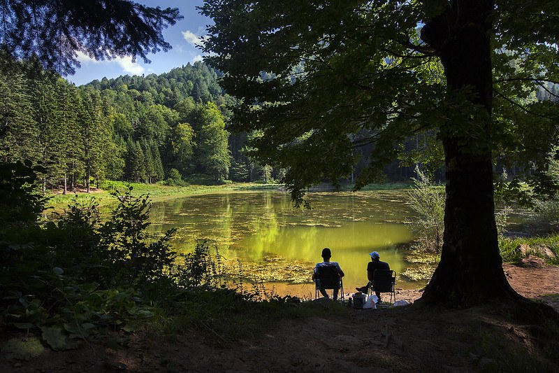 Picture of two people sitting on chairs under a large tree and gazing at a clear yellow-green lake in a green forest setting.