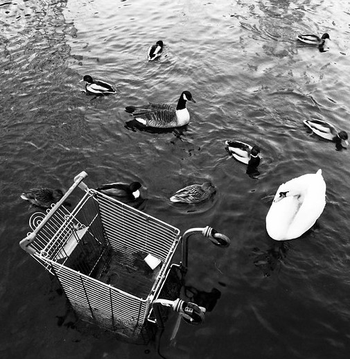 Black and white image of a metal shopping trolley face down in a lake with a swan and ducks next to it.