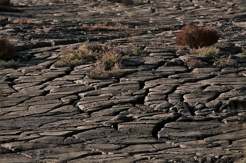 Picture of a cracked barren land with small bushy orange-coloured plants in the top centre.