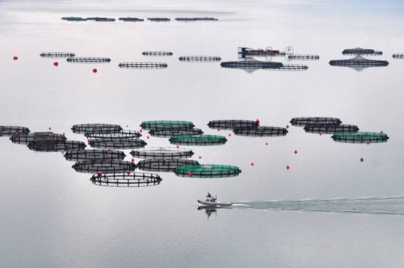 Picture of a fish farm in a greyish still water setting with a boat and its trail visible at the centre forefront.