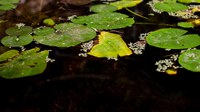 Las «sustancias químicas eternas» se encuentran por encima de los niveles de umbral en muchas masas de agua de Europa