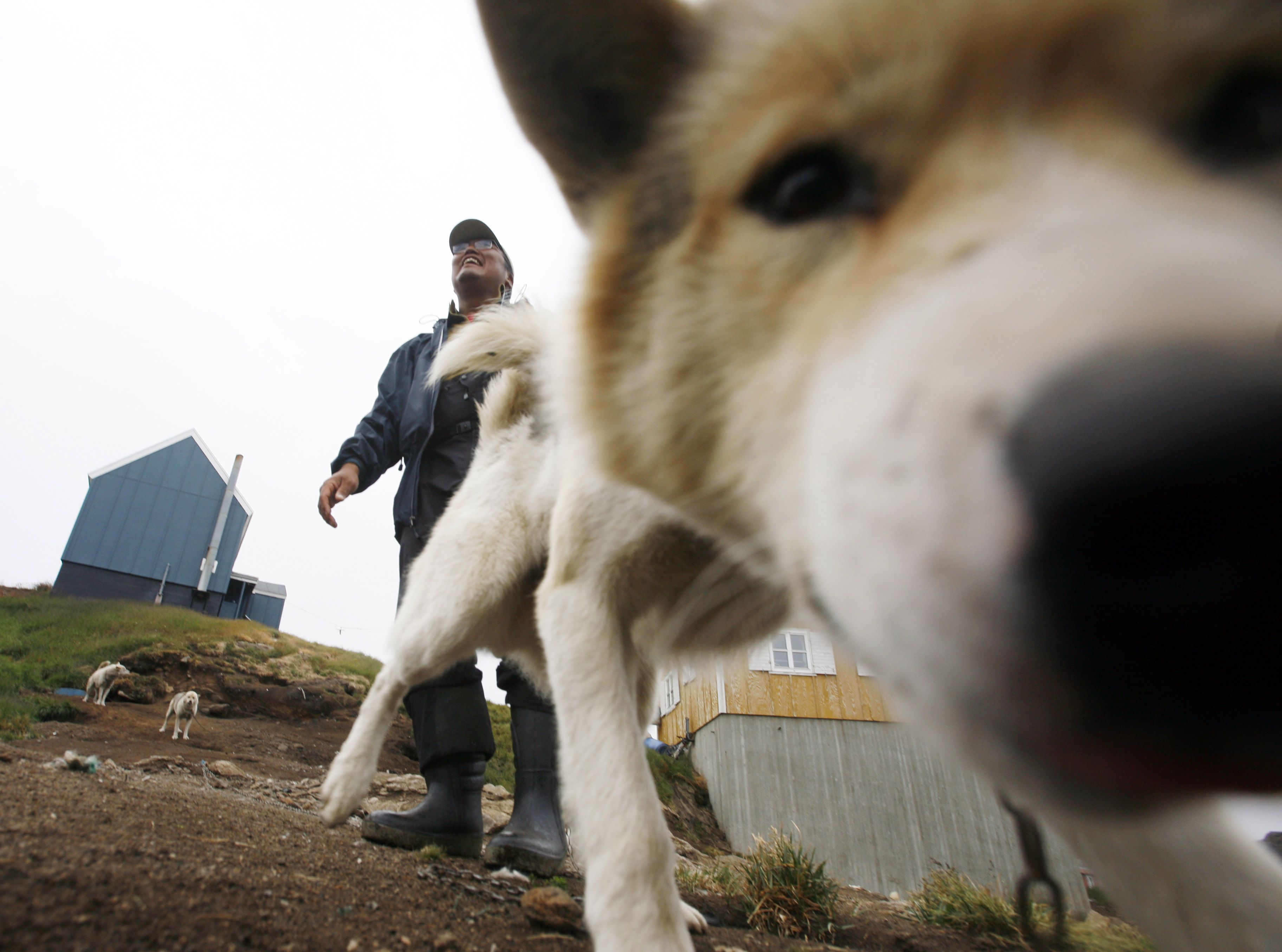 Dines et gros plan sur le chien