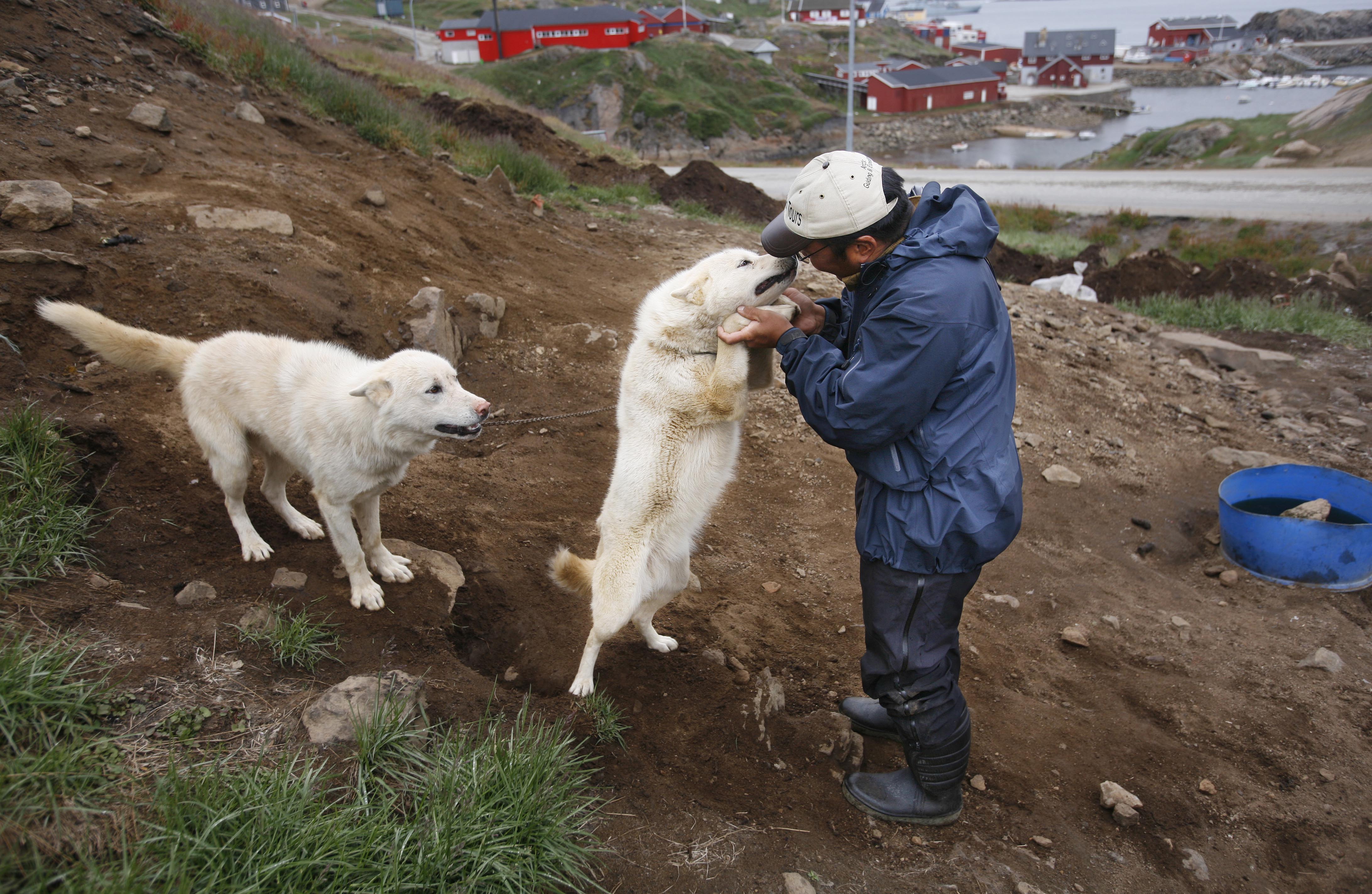 Les chiens de Dines