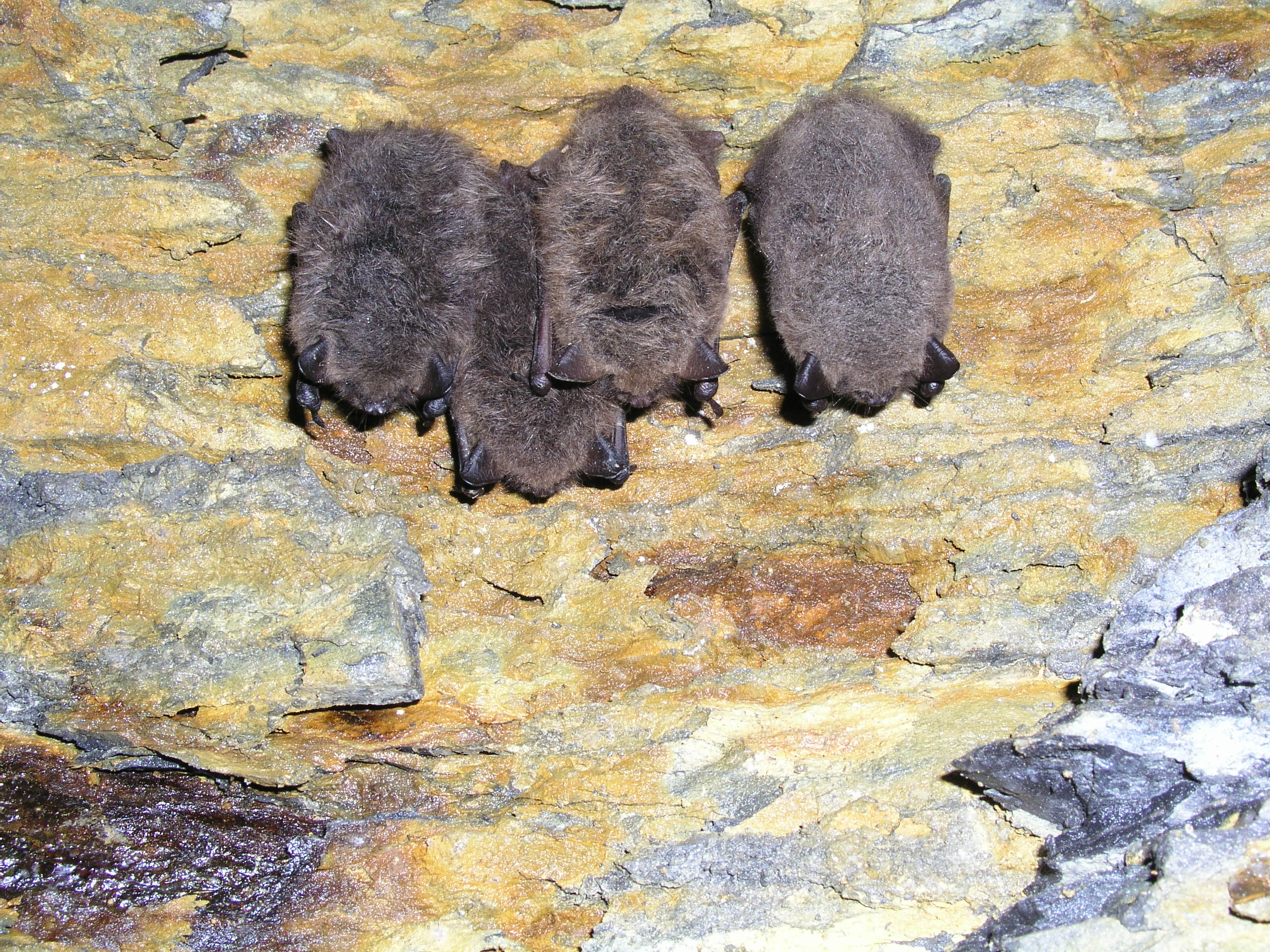 Myotis brandtii (Anita Glover)