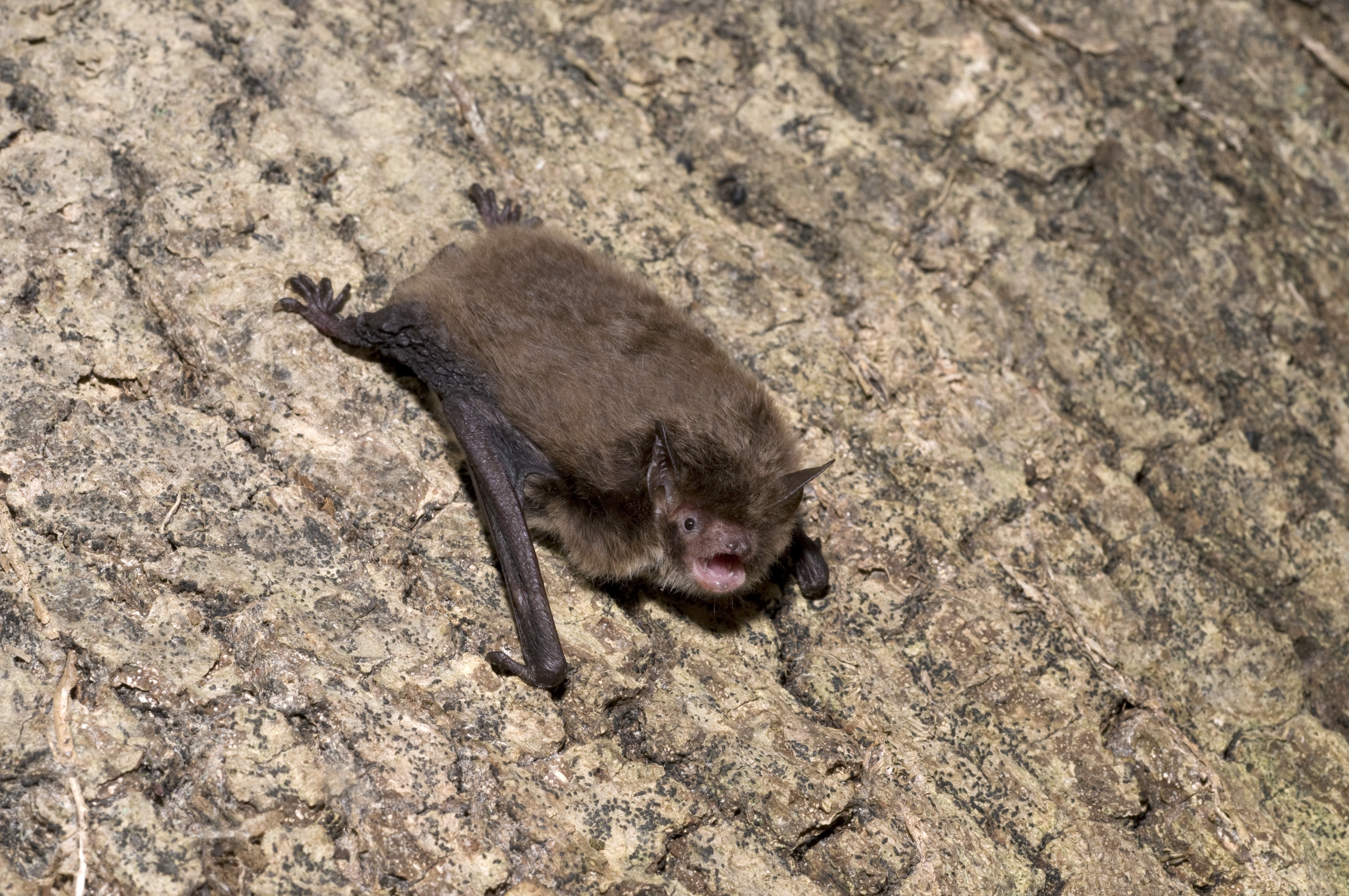 Myotis daubentonii (Hugh Clark)