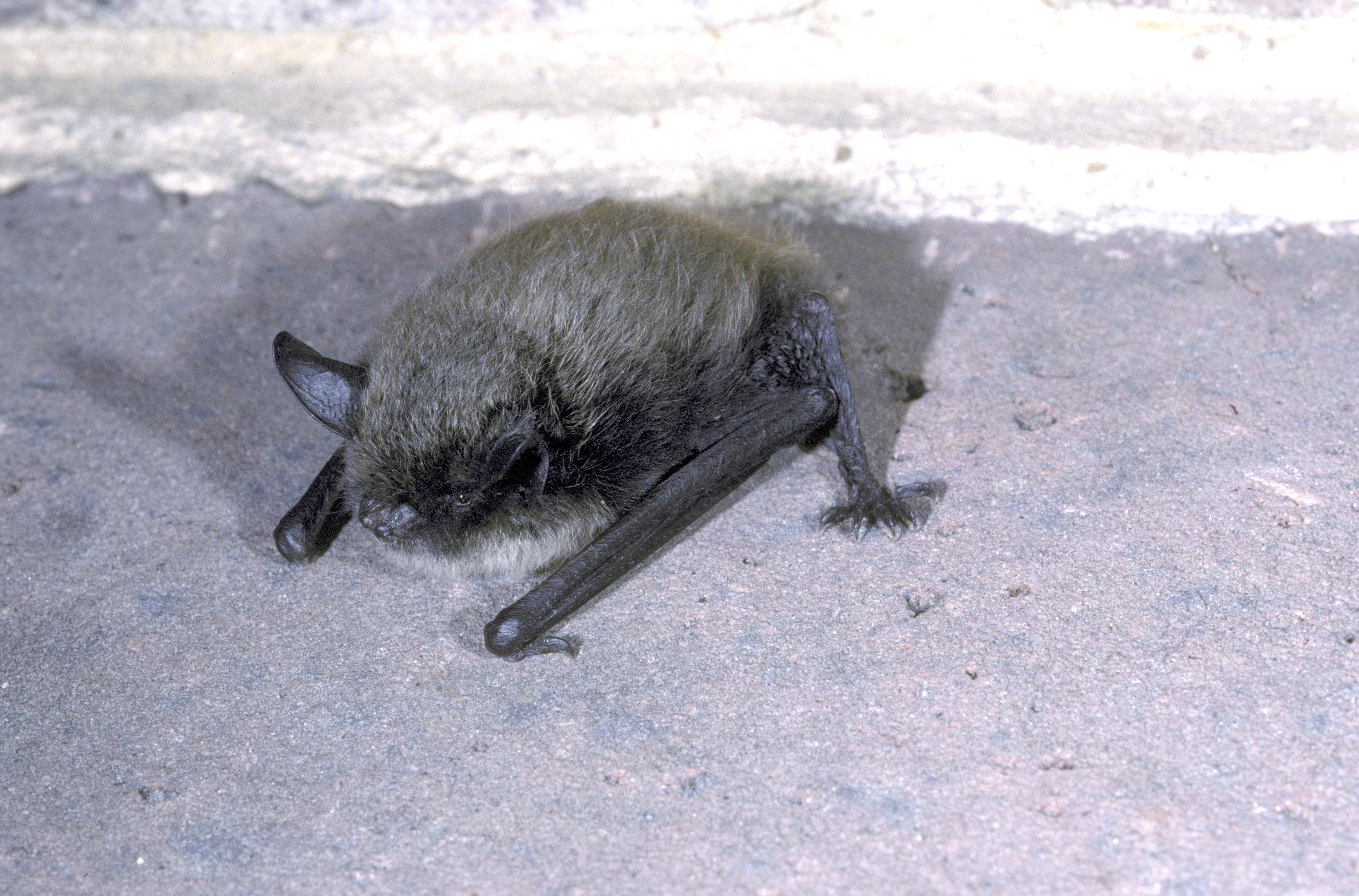 Myotis mystacinus (Hugh Clark)