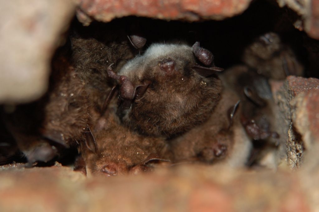 Myotis dasycneme (Viesturs Vintulis)