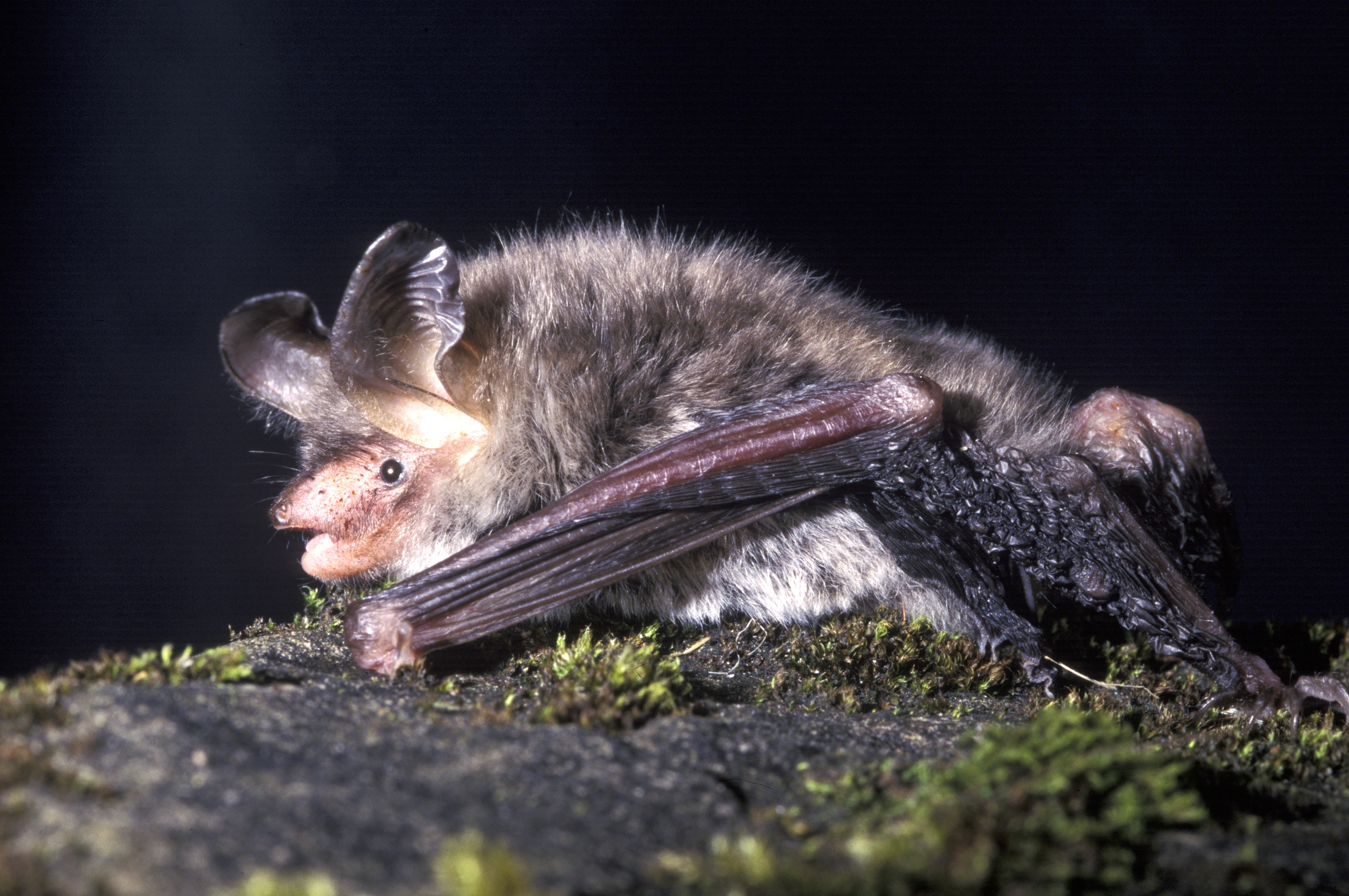 Myotis bechsteinii (Hugh Clark)