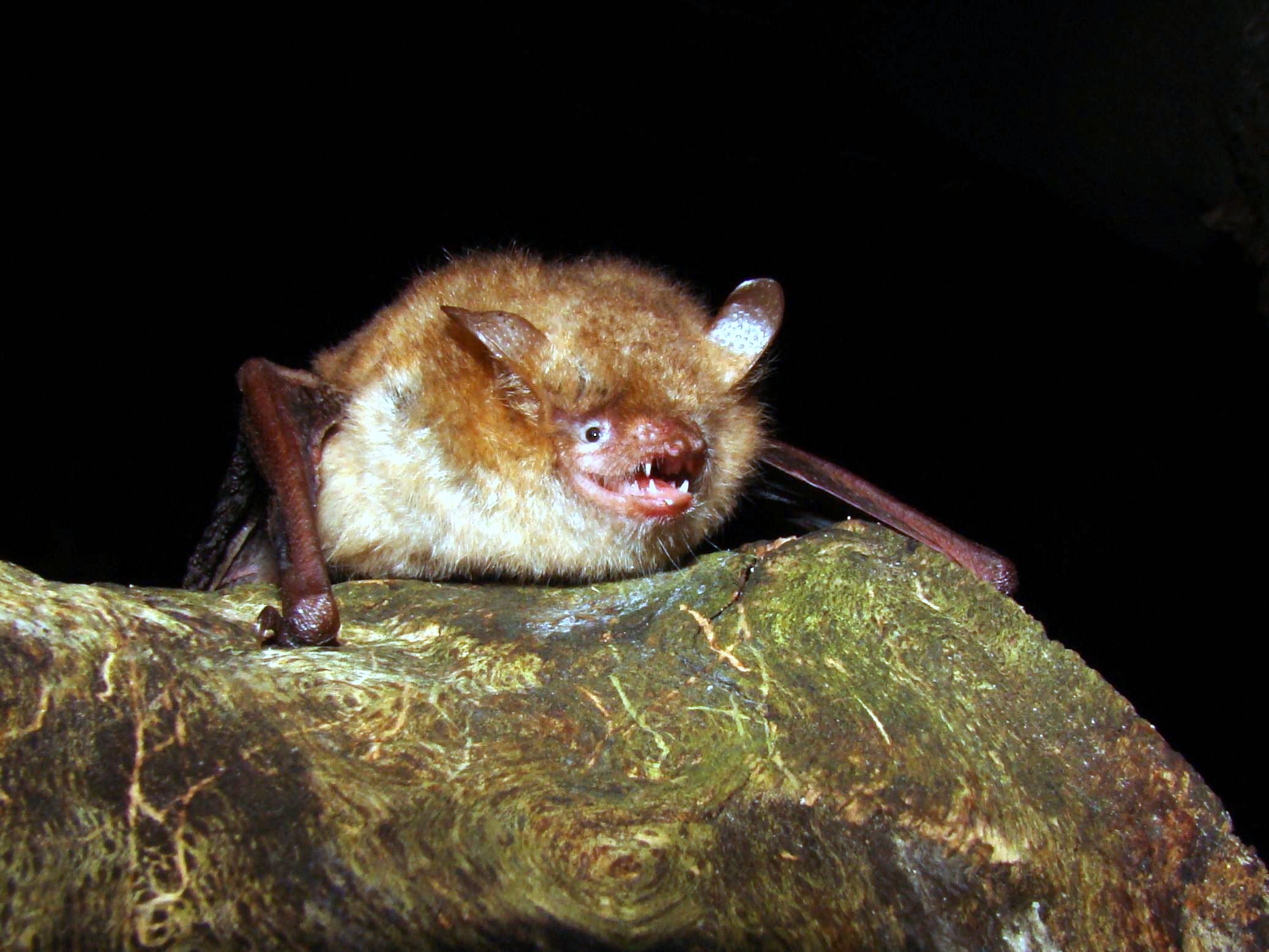 Myotis emarginatus (Martin Celuch)