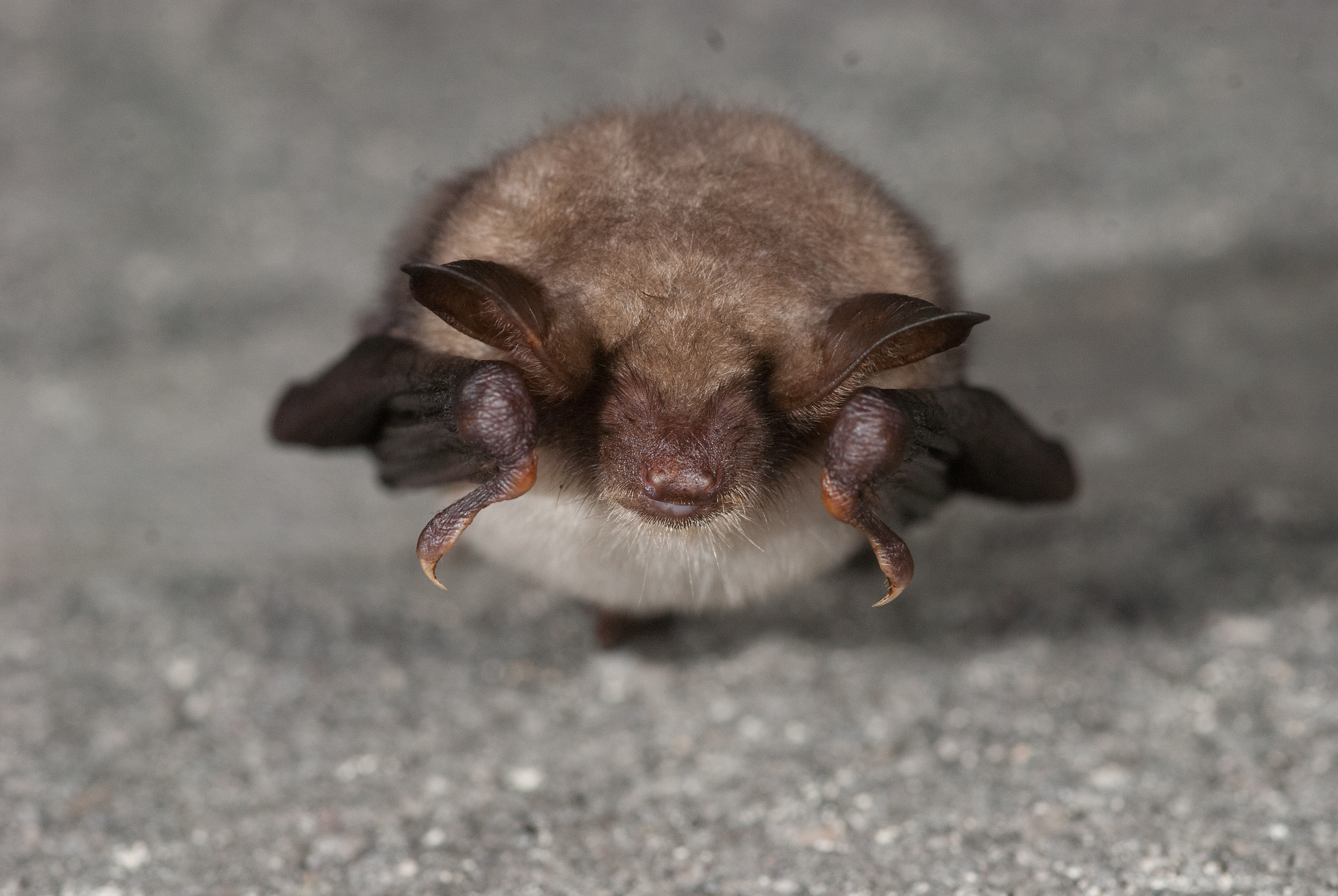 Myotis myotis (Jasja Dekker)