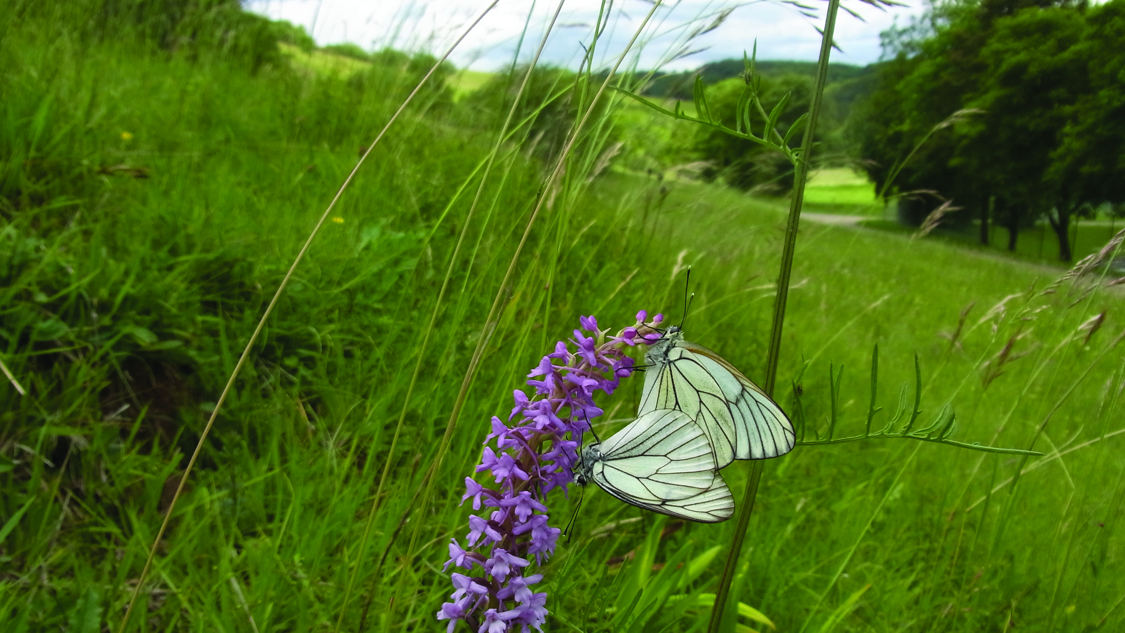 Black-veined White (Aporia crataegi)