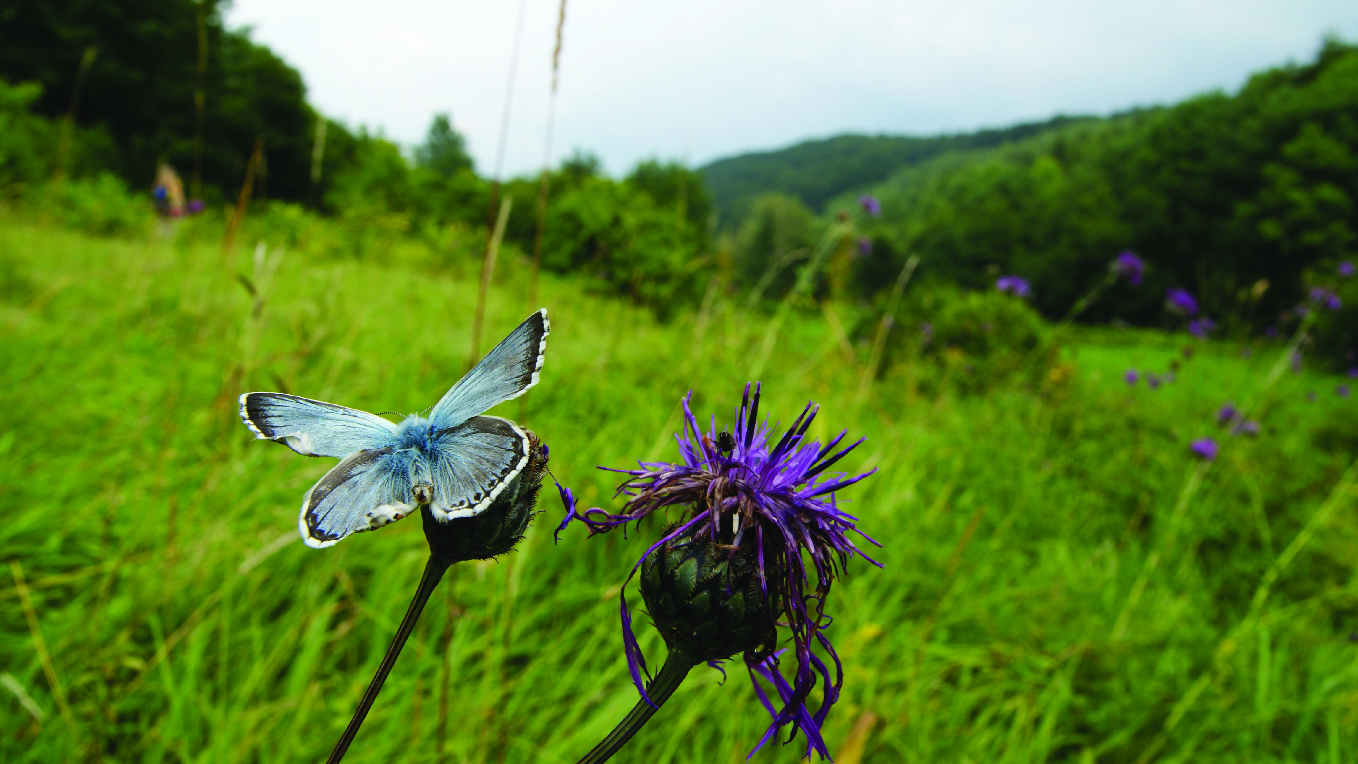 Chalkhill Blue (Polyommatus coridon)