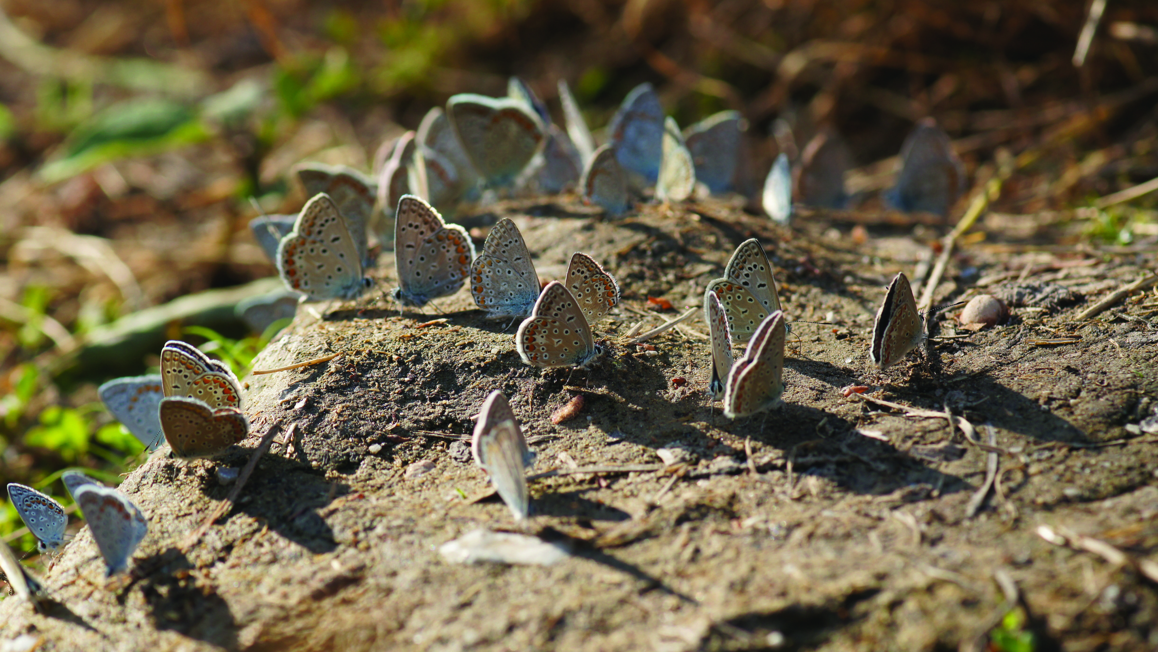 Common Blue (Polyommatus icarus)