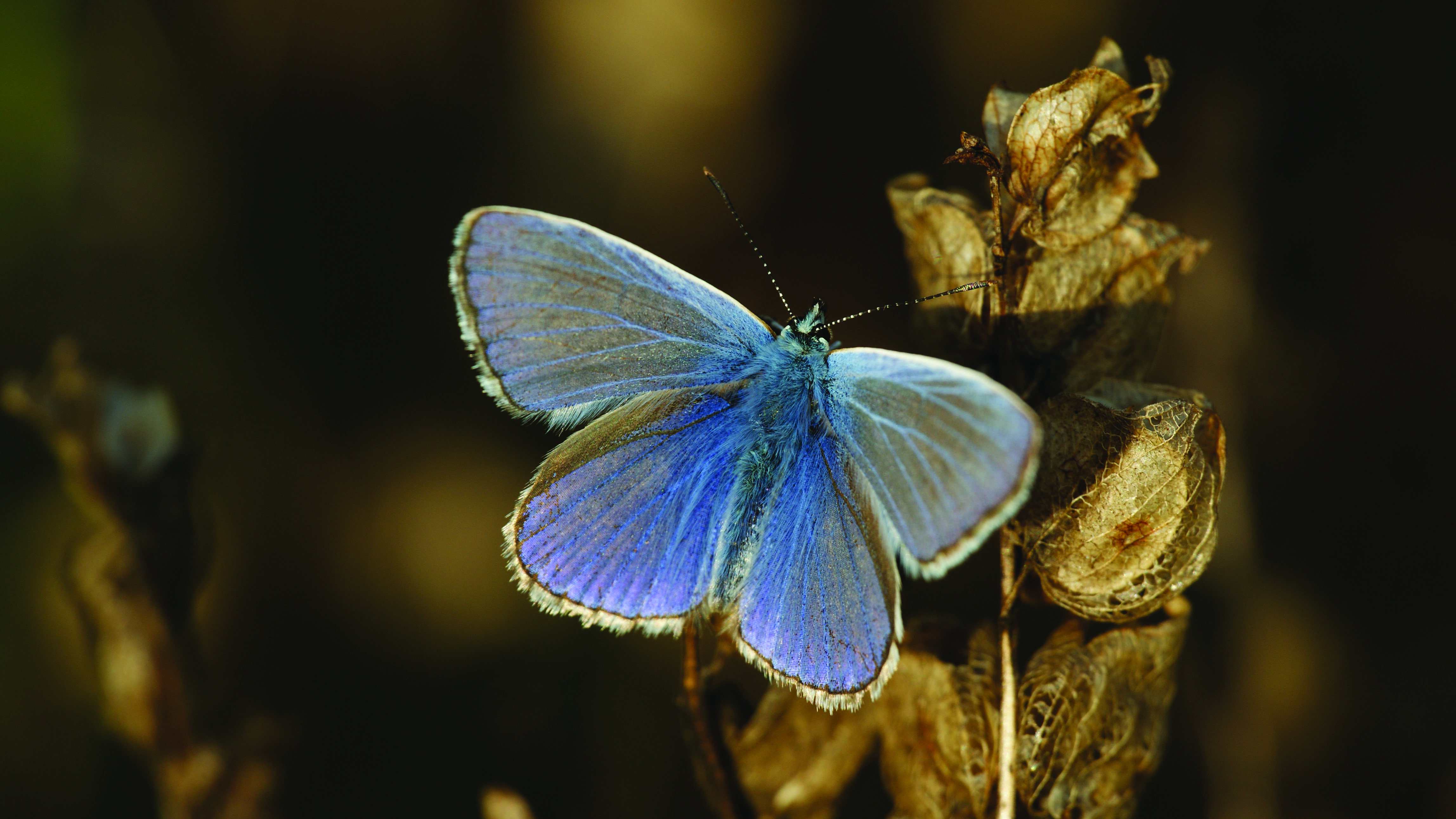 Common Blue (Polyommatus icarus)