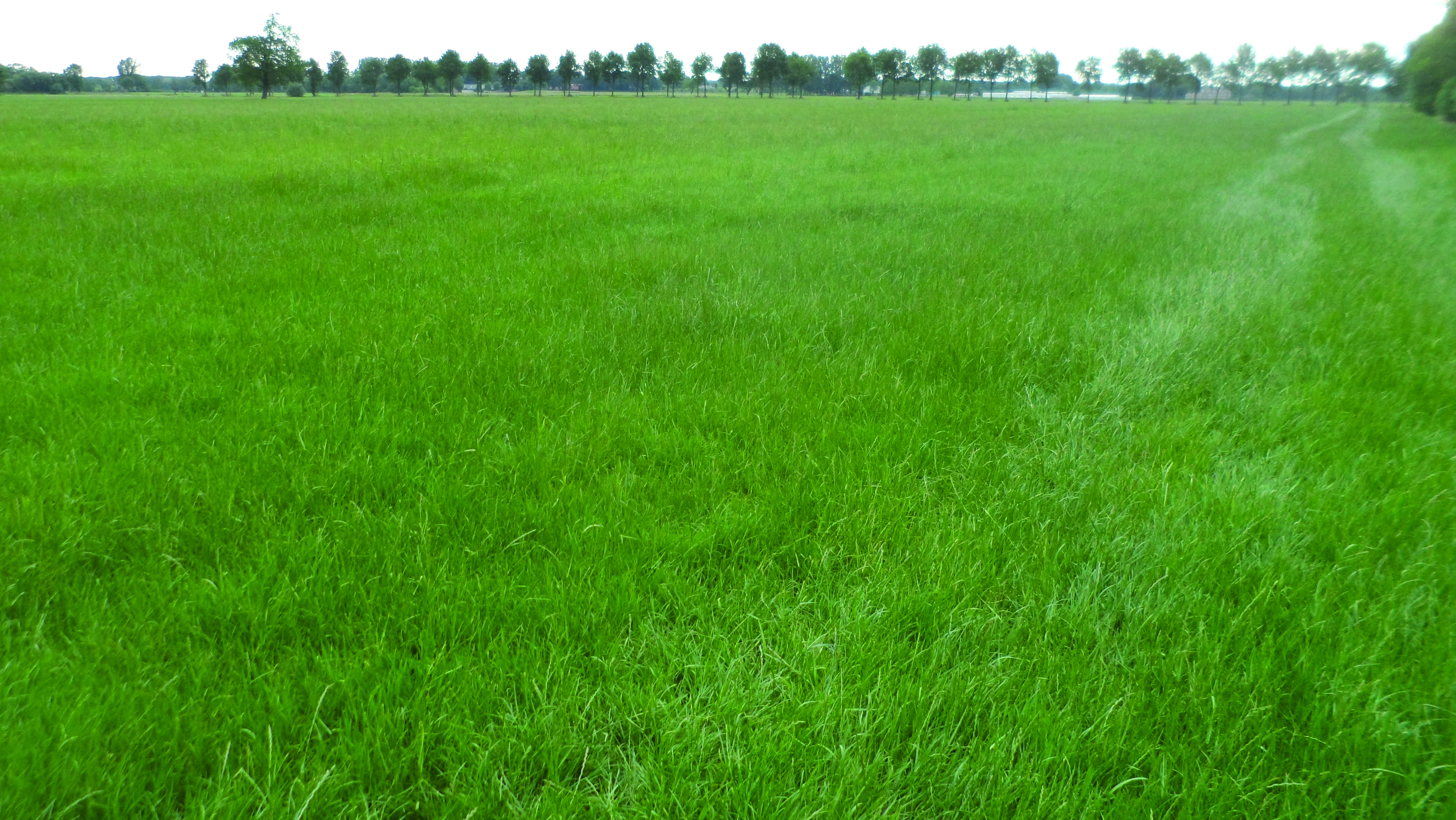 Intensively farmed grassland