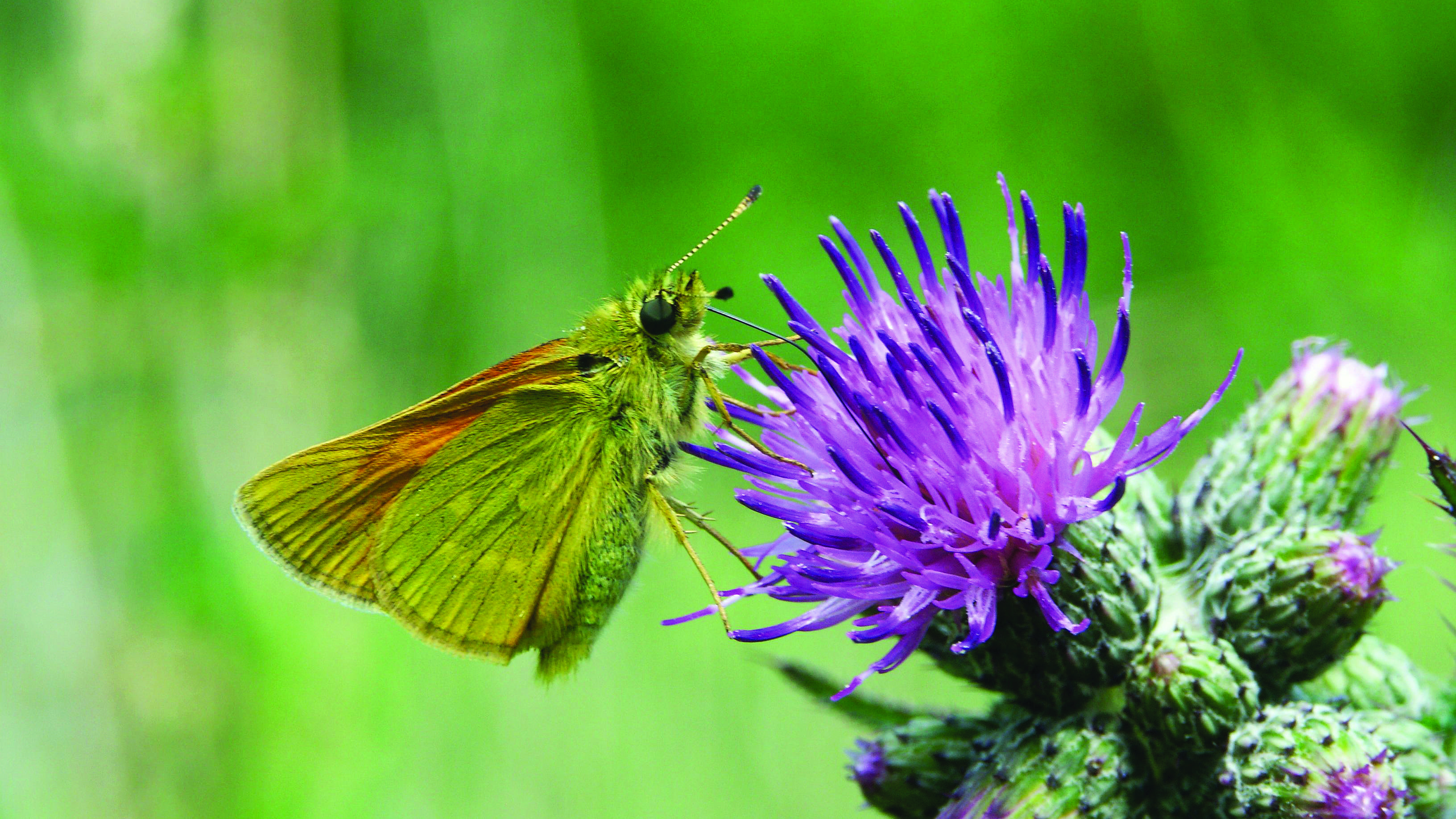 Large Skipper (Ochlodes sylvanus)