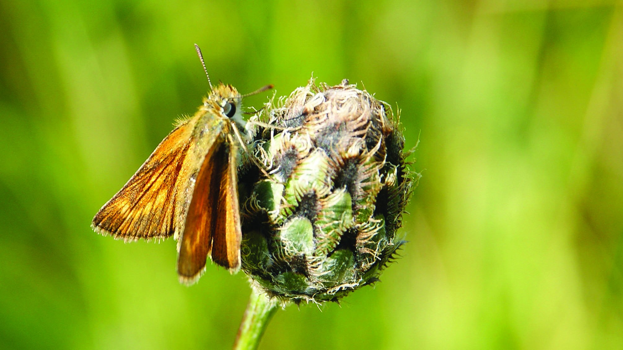 Lulworth Skipper (Thymelicus acteon)