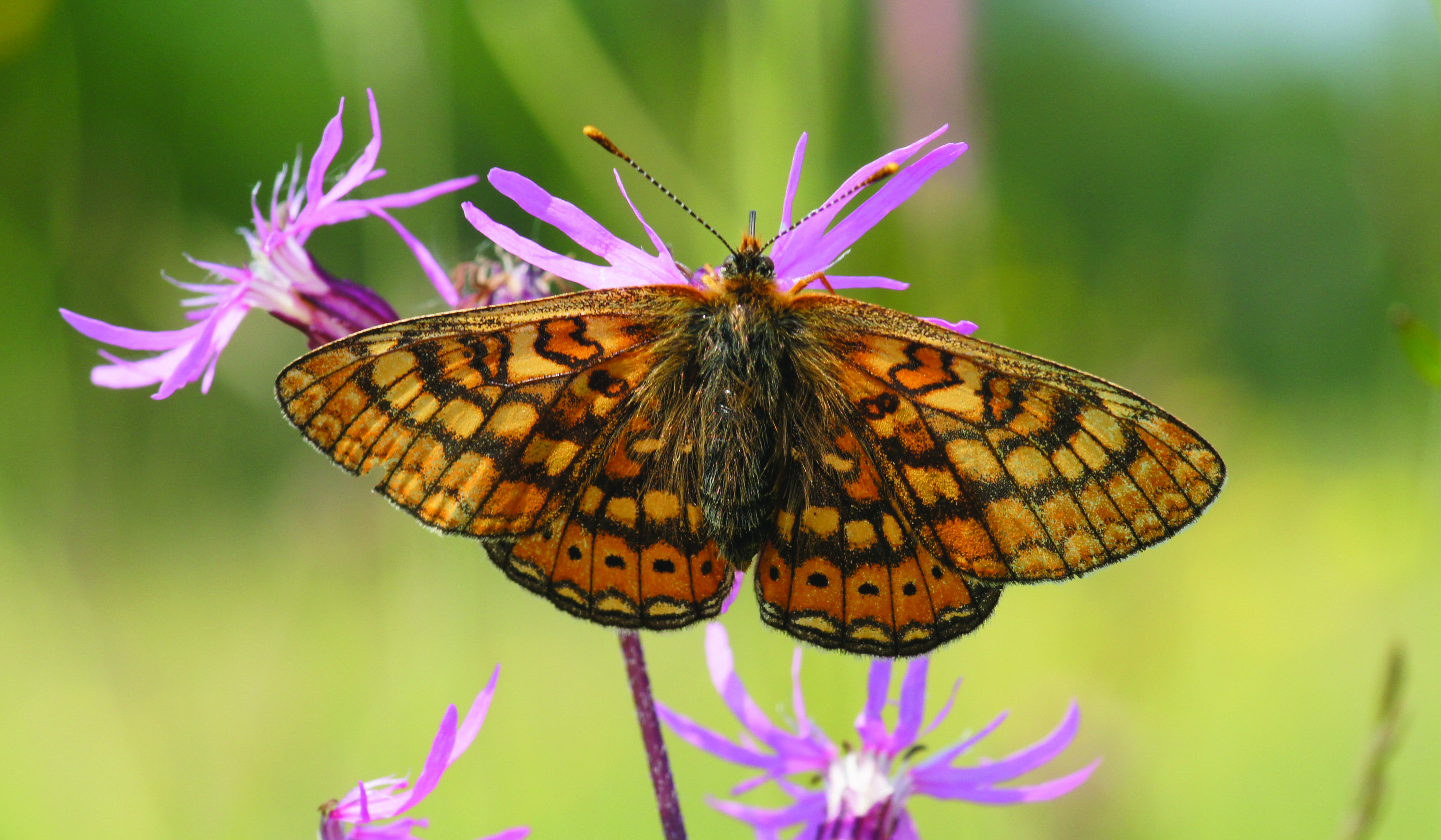 Marsh Fritillary (Euphydryas aurinia)