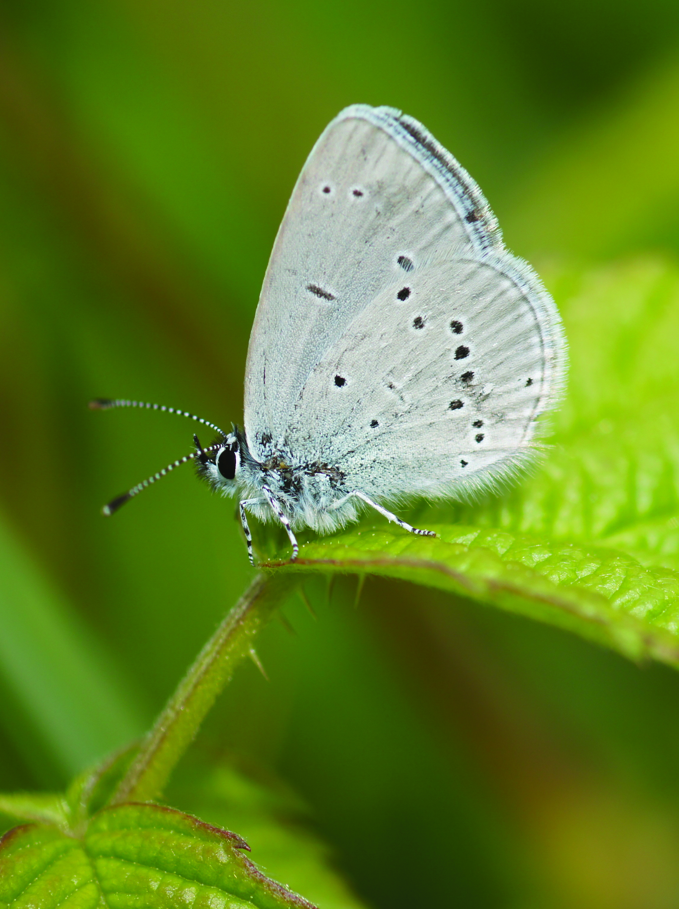 Small Blue (Cupido minimus)