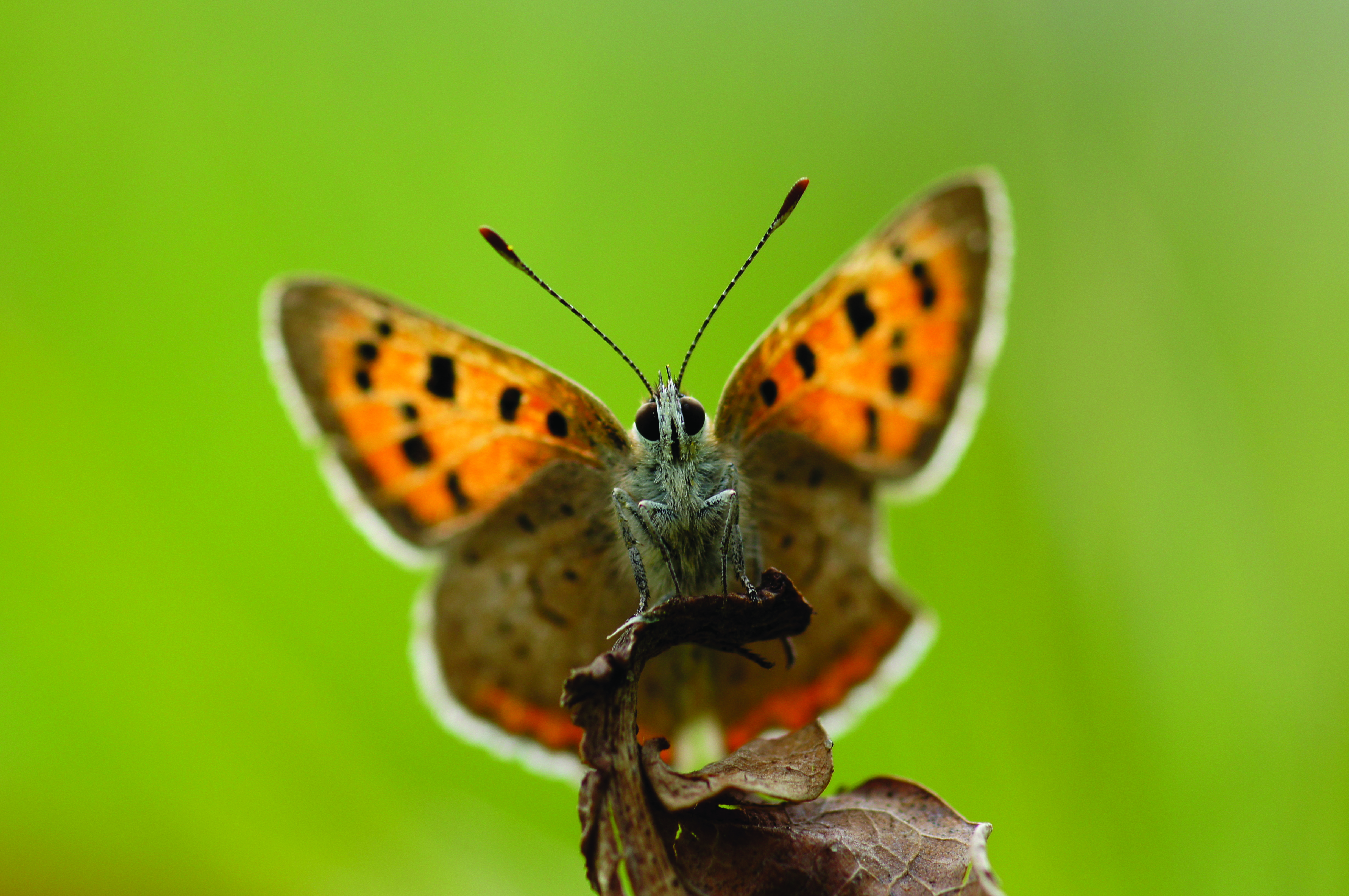 Small Copper (Lycaena phlaeas)