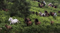 Intervista - Economia della biodiversità: la contabilità può contribuire a salvare la natura?