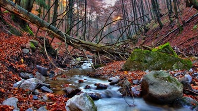 In the beech forest is our time stopped