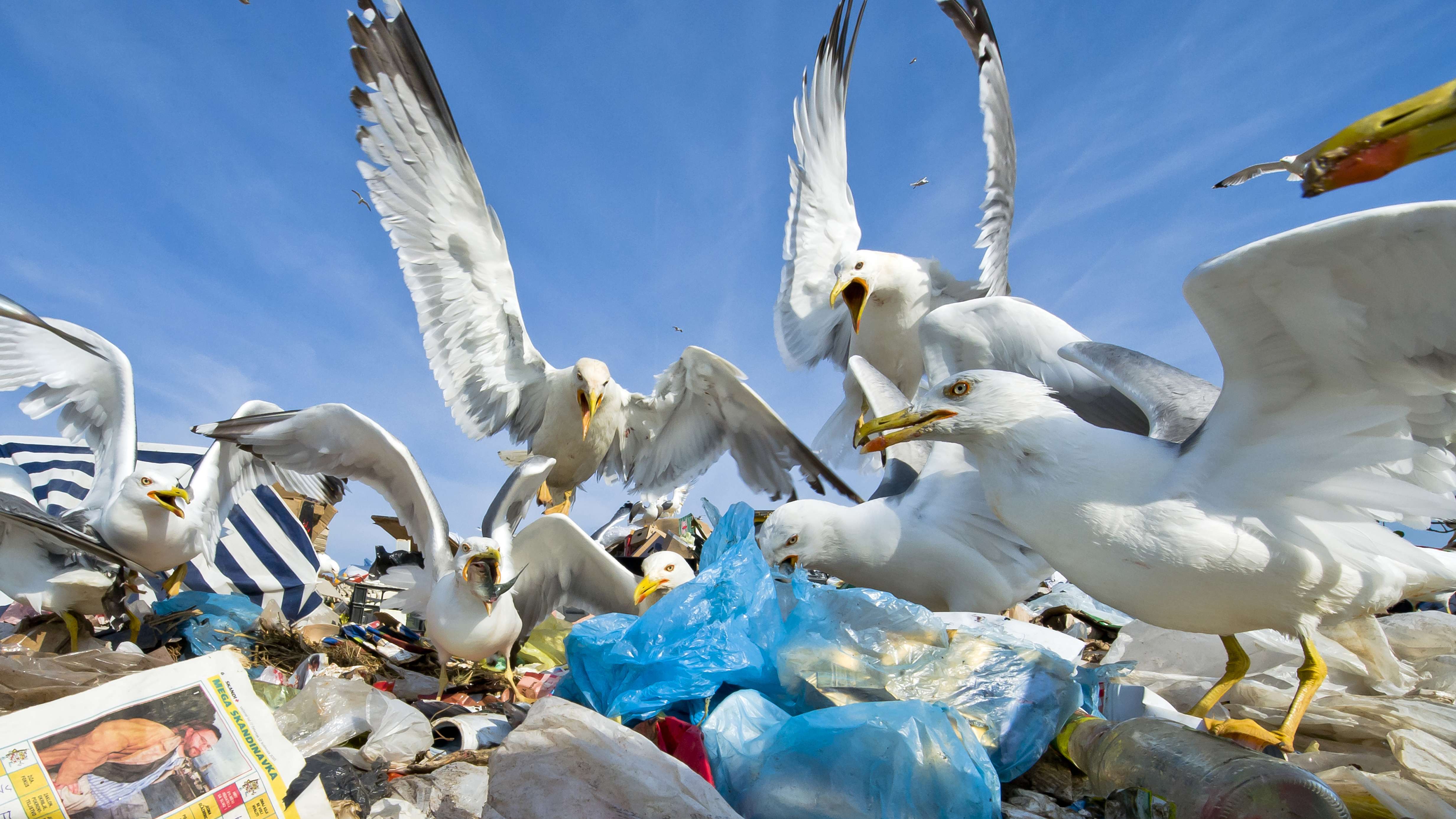 Seagulls feeding place