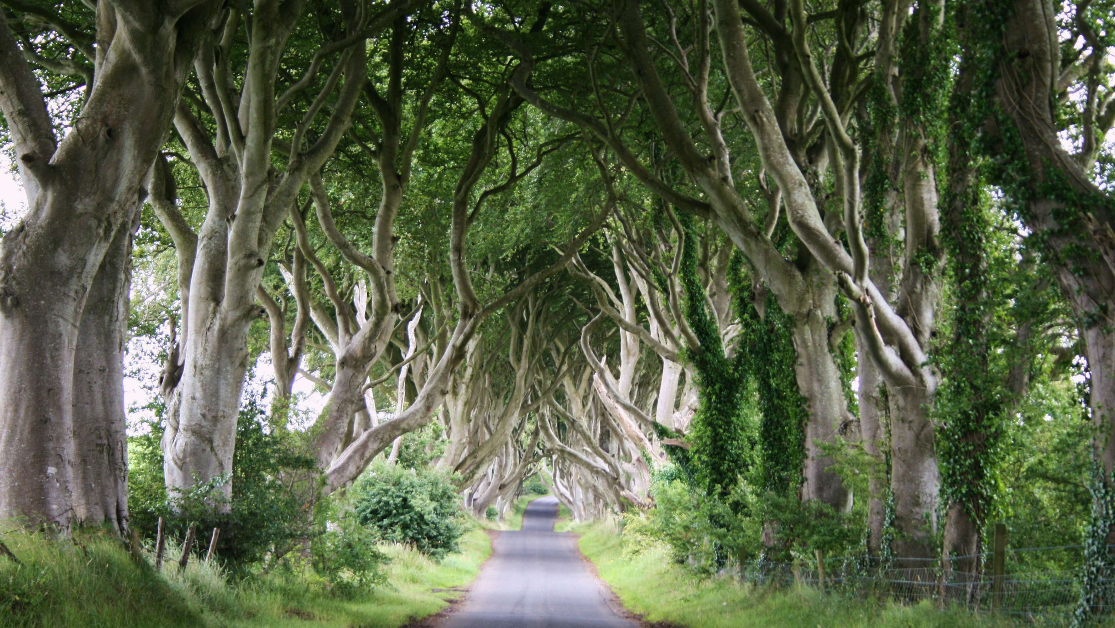 The Dark Hedges